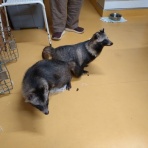 NPO犬猫みなしご救援隊・代表ブログ・みなしご庵へようこそ