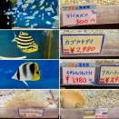 SONO水草パック販売速報(2026.1/8～:メイクマン豊見城店)