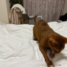 荒ぶるお姉ちゃんを呆然と見るわか坊