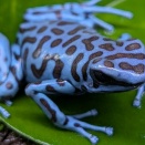 超久々にカエルのカートを更新しました。