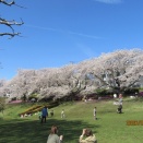 🌸春の訪れを感じて ～お花見外出～🌸
