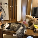 カミツキネコ