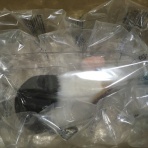 【モルモット】ピータンの日常