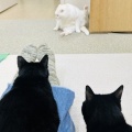 Yさんのお当番日記『里親会にて』。