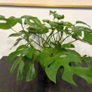 ユニクロで買った観葉植物の現在