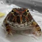 爬虫類クラブＪ千葉ニュータウン店