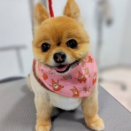 滋賀県 ペットショップワンラブ ピエリ守山店スタッフブログ