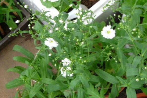 市民菜園から始める野菜生活 白花カスミ草