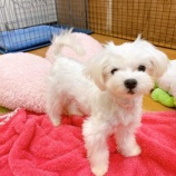 『【子犬】マルチーズのアロハちゃん 掲載内容を更新しました』の画像