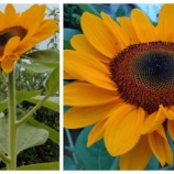 『仏花にひまわりを飾るのか！？ついでに梅も？』の画像