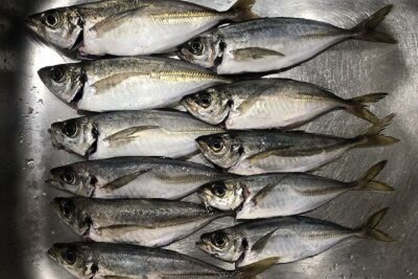 本牧 海釣り施設の11月釣果 釣って食べたい釣行記