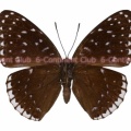 ルリボシスミナガシ♀ (ラオス) Stibochiona nicea nicea