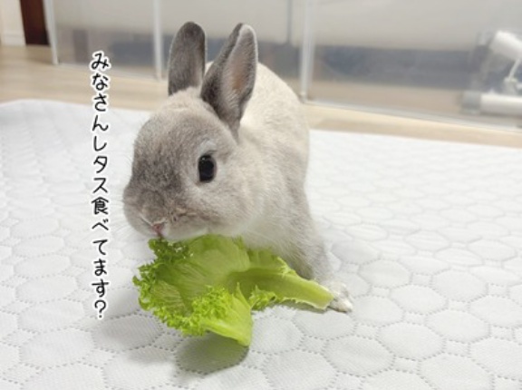 うさぎのルリ(7/19追記)