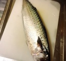 サバ釣れて初めて3枚下ろししてみた