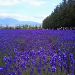 Welcome to Furano Natulux Hotel(ブログ）