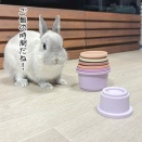 うさぎのルリ(3/16追記)