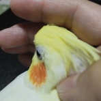 カズナル　～鳥達の襲撃