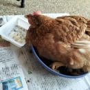 こっこ🐔🐔🐔　4歳と9ヶ月目【７羽になっちゃった😩】