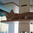 キャットタワーで過ごす夏♪