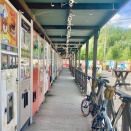 自販機の聖地へ＊早朝ひまわりライド②