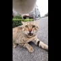 【動画】猫に首輪カメラをつけてみる ⇒ 想像以上に厳しい猫社会の現実がこちら・・・
