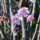 ステンシル　可愛い桜が咲いた