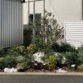 フェイジョアのある風景＊施工から2年