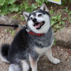 観音裏黄昏備忘録