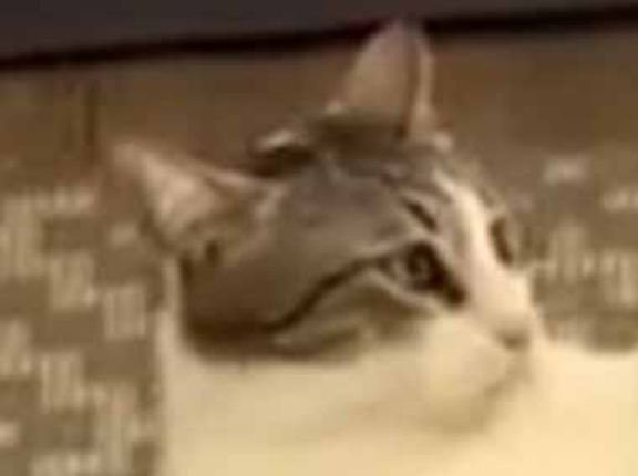 Ｚ世代は知らない！ → こちらが「猪木アリ状態」です…