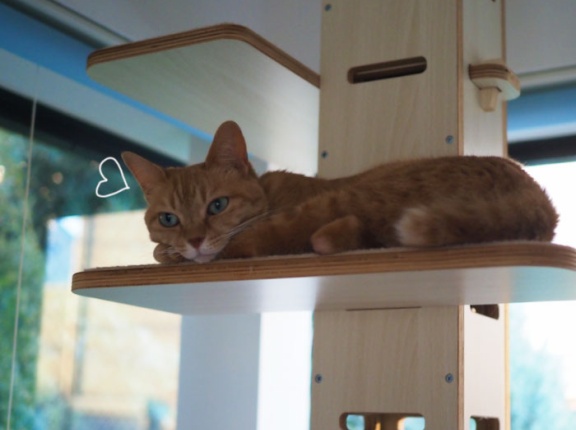 キャットタワーで過ごす夏♪
