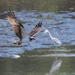 2026年3月1日の野鳥公園