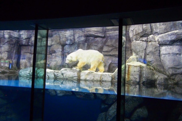 レッサーパンダに会いに行く 八景島シーパラダイス
