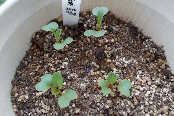 N浦菜園日誌 菜花