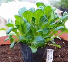 「ちぢみ小松菜」の植え替え！「激辛唐辛子」種蒔き！「パンジーやビオラ」の管理！