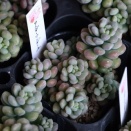 多肉が来ました&ティアレア