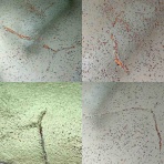 パーソナルトレーナー渡辺実&DJひよこブログ