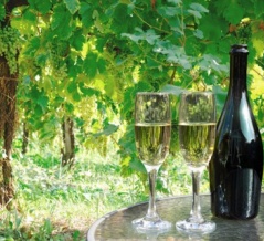 イタリア料理⑫ワイン-1-24.南部イタリアのスパークリングワインー２