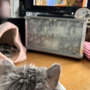 映画「冬のソナタ」を観てきました。