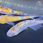 『🐟メダカ入舎情報‼️』の画像