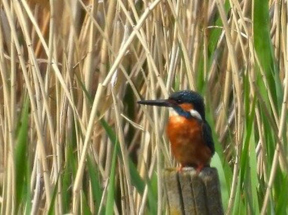 2026年4月15日の野鳥公園