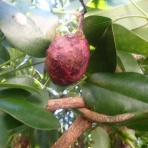 果樹と野菜の栽培時々釣り、横須賀(新)