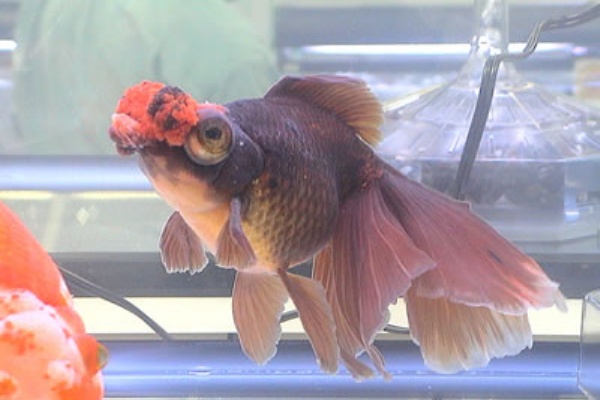 空飛ぶ金魚 琉金体型の品種 空飛ぶ金魚 琉金体型の品種