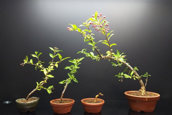 Bon Bonsai - 台湾姫桜桃
