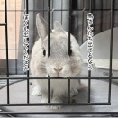 うさぎのルリ(3/1追記)