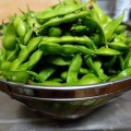 新潟の夏のキング オブ おつまみ！最高クラスの新潟市西区の朝もぎ枝豆ザル一杯でガブガブ晩酌！