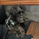 【森下】PIZZA＆CAFE TANTONは店内ワンコＯＫです♪