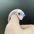 【イベント】今週末は、３カ月ぶりのハチクラサービスデー