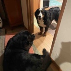 バーニーズのジョンとわんこの里親探し