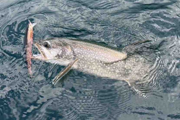 ORA Minnow Serendipity