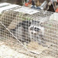 アライグマさん、スイカを食い荒らし農家ブチギレへ…